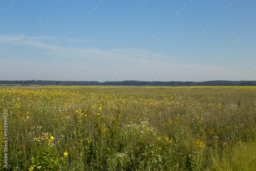 Fototapeta premium Beautiful yellow field under a bright blue sky