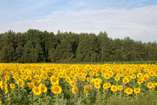 Sunflower field in the early morning, bright and large flowers