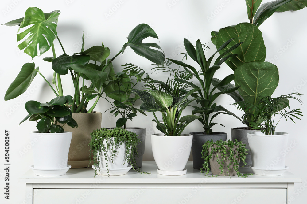 Many beautiful green potted houseplants on white chest of drawers indoors