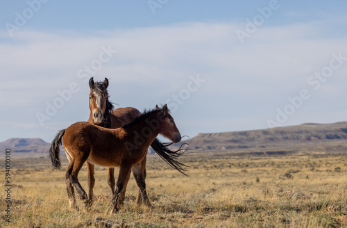 Wild Horses in the Wyoming Desert in Autumn