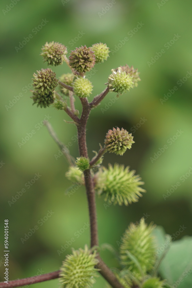 Eranda (Also called Ricinus communis, jarak, poison nut, bubble bush, castor oil plant, hedge castor oil plant) fruit on the tree Eranda (Also called Ricinus communis, jarak, poison nut, bubble bush, castor oil plant, hedge castor oil plant) fruit on the tree
