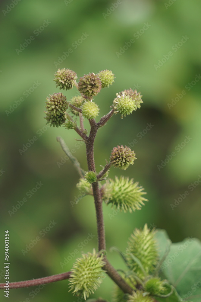 Eranda (Also called Ricinus communis, jarak, poison nut, bubble bush, castor oil plant, hedge castor oil plant) fruit on the tree Eranda (Also called Ricinus communis, jarak, poison nut, bubble bush, castor oil plant, hedge castor oil plant) fruit on the tree