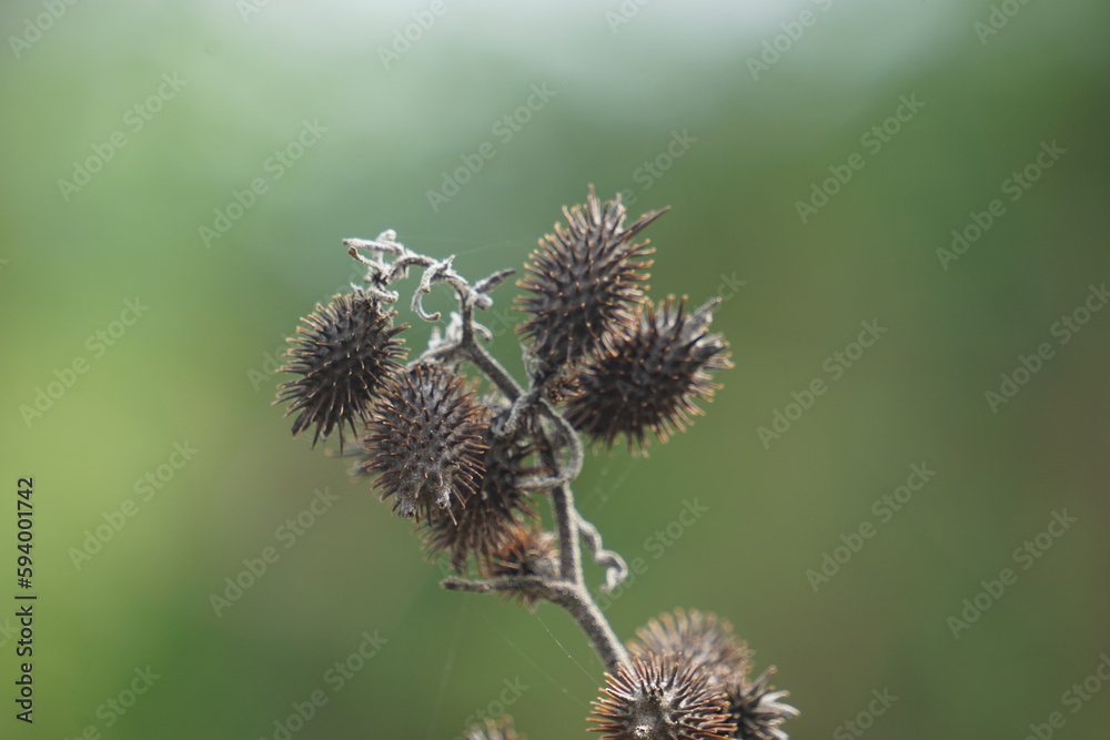 Eranda (Also called Ricinus communis, jarak, poison nut, bubble bush, castor oil plant, hedge castor oil plant) fruit on the tree Eranda (Also called Ricinus communis, jarak, poison nut, bubble bush, castor oil plant, hedge castor oil plant) fruit on the tree