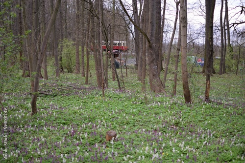 Budyne nad Ohri, Czechia - April 02, 2023: spring in Pistecky les forest and train of Podripsky motorak photo