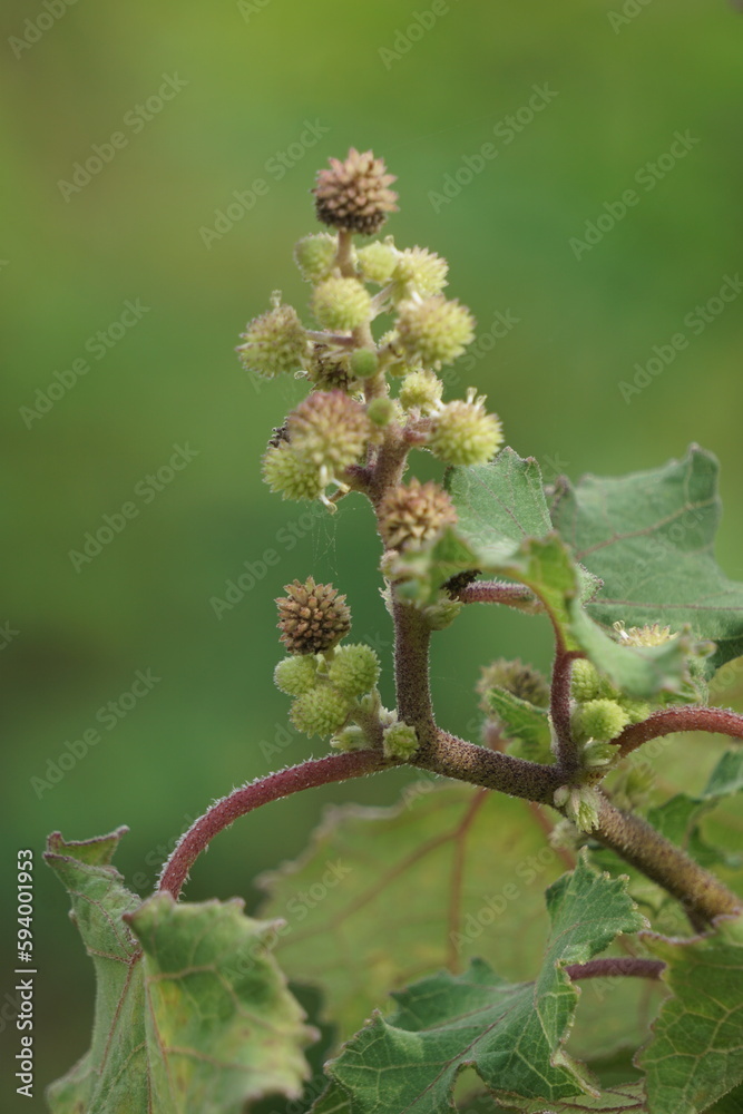 Eranda (Also called Ricinus communis, jarak, poison nut, bubble bush, castor oil plant, hedge castor oil plant) fruit on the tree Eranda (Also called Ricinus communis, jarak, poison nut, bubble bush, castor oil plant, hedge castor oil plant) fruit on the tree