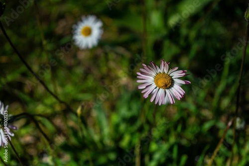 a group of wildflowers are blooming through the ground