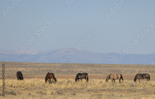 Wild Horses in the Wyoming Desert in Autumn