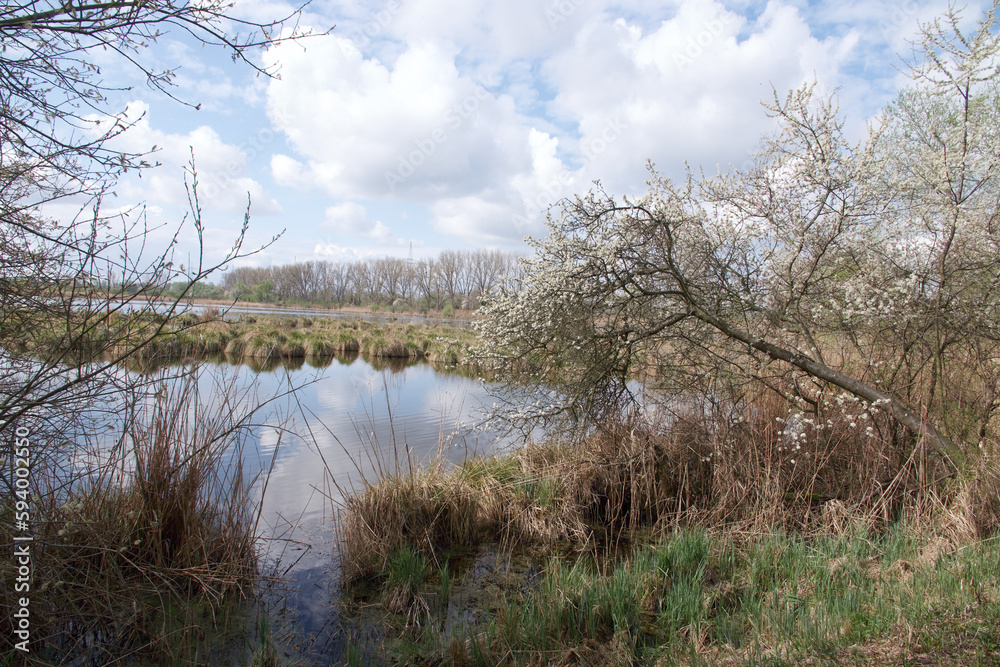 trees on the bank of lake