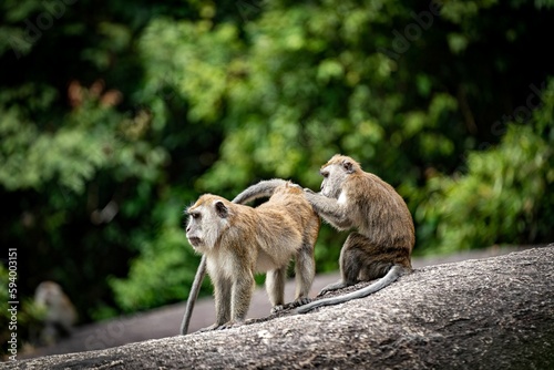 two monkeys are playing on a stone near some trees for scale