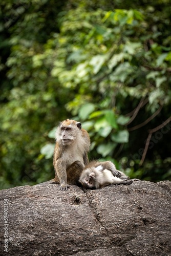 a monkey on top of a large rock with a tree in the background