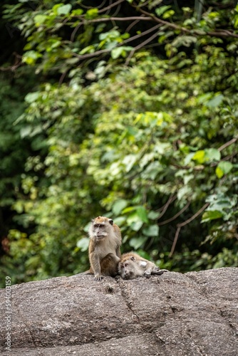 the monkeys are sitting on the large rock in the woods