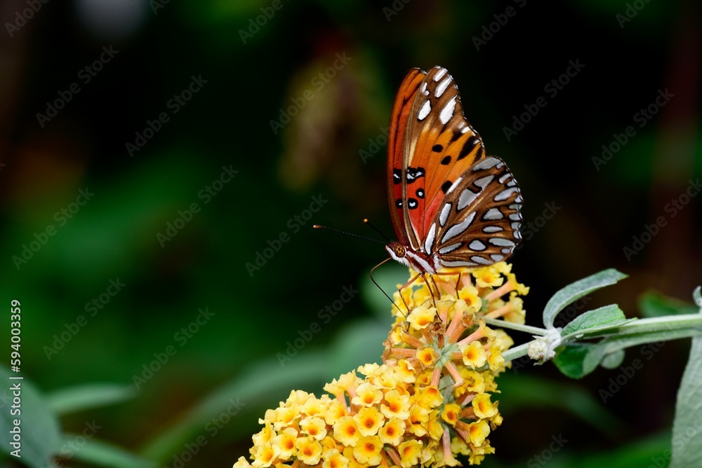 Obraz premium Macro shot of a gulf fritillary butterfly on yellow buddleia flowers in a garden