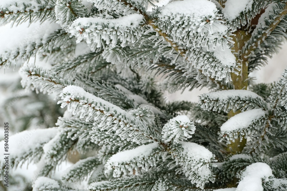 Closeup of the pine tree branches with green leaves covered by snow on a blurry background
