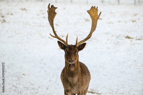 Gray and black European fallow deer (Dama dama) with horns stanging in the snow © Kay Fritsch/Wirestock Creators