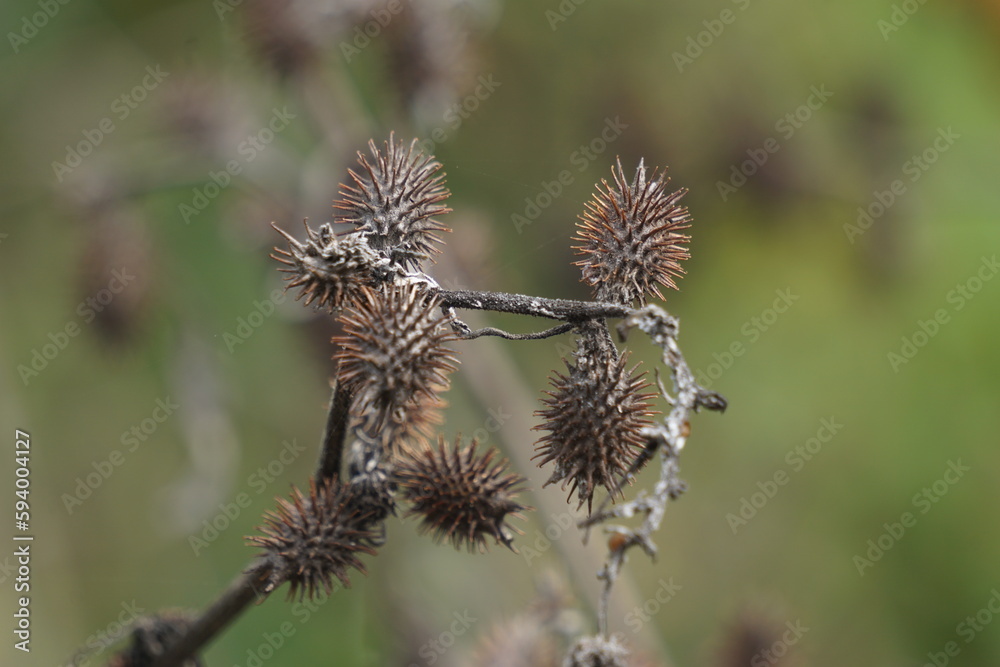 Eranda (Also called Ricinus communis, jarak, poison nut, bubble bush