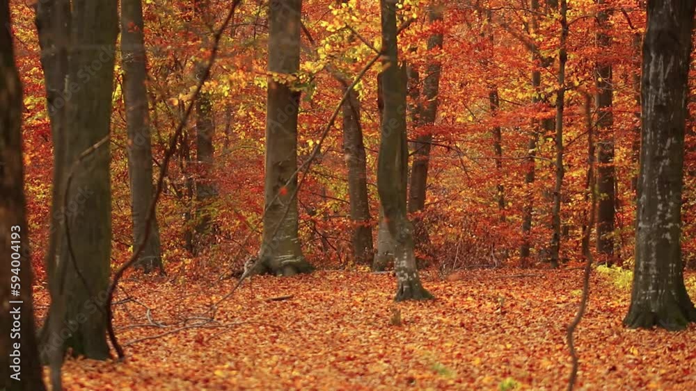 Scenic view of autumn trees in the forest and orange fallen leaves