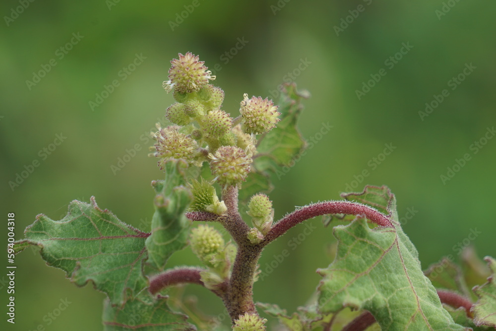 Eranda (Also called Ricinus communis, jarak, poison nut, bubble bush