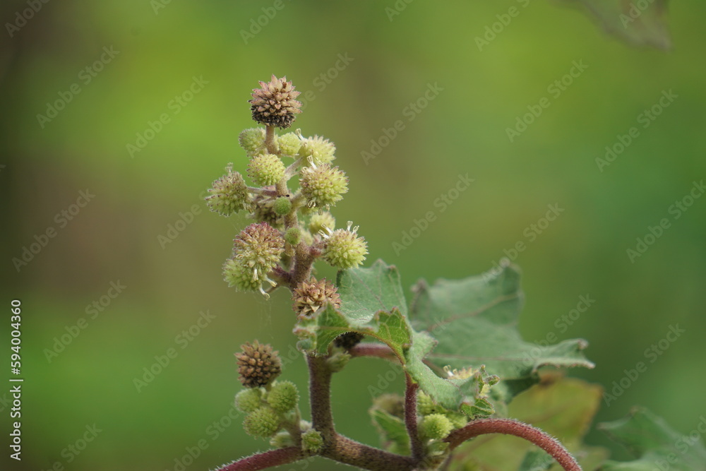 Eranda (Also called Ricinus communis, jarak, poison nut, bubble bush, castor oil plant, hedge castor oil plant) fruit on the tree Eranda (Also called Ricinus communis, jarak, poison nut, bubble bush, castor oil plant, hedge castor oil plant) fruit on the tree