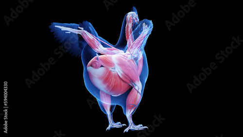 3d illustration of a chicken's muscular system