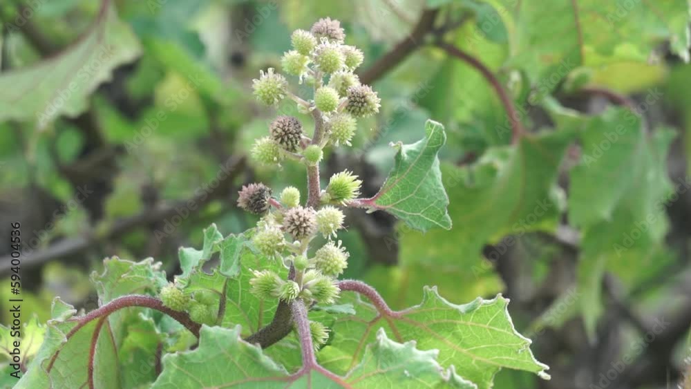 Eranda (Also called Ricinus communis, jarak, poison nut, bubble bush, castor oil plant, hedge castor oil plant) fruit on the tree Eranda (Also called Ricinus communis, jarak, poison nut, bubble bush, castor oil plant, hedge castor oil plant) fruit on the tree
