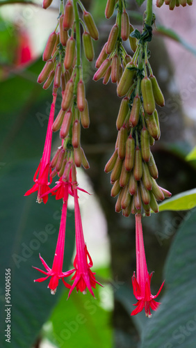 Fuchsia boliviana es una especie de arbusto de la familia de las onagráceas. Arbusto o arbolillo de los Andes sensible a las heladas de hasta 3,5 m de alto photo