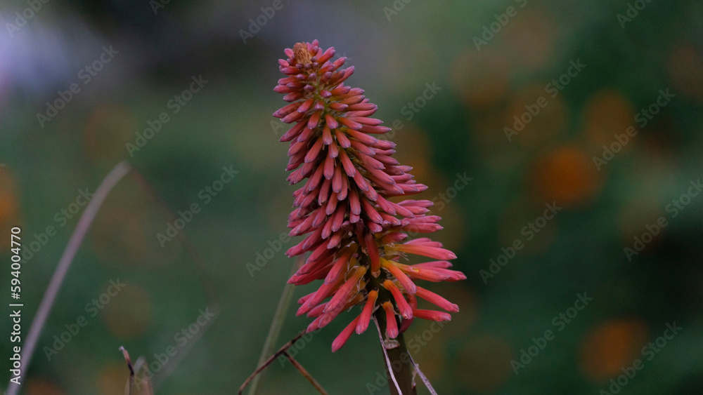 Es una planta herbácea perennifolia con las hojas ensiforme-acuminadas, ligeramente glaucas, moderadamente firmes en textura, Es una planta herbácea perennifolia con las hojas ensiforme-acuminadas, ligeramente glaucas, moderadamente firmes en textura,