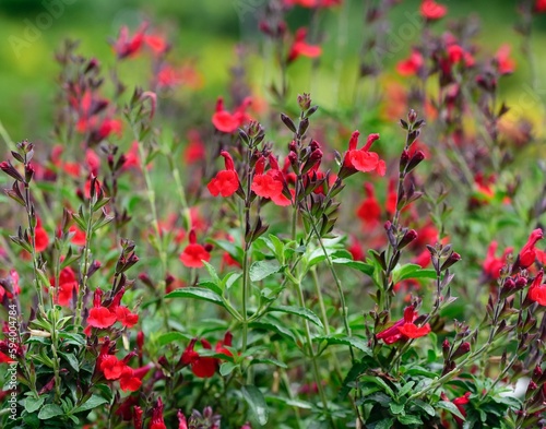 Closeup shot of red Salvia flowers growing in the field