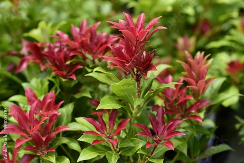 Fototapeta Naklejka Na Ścianę i Meble -  Closeup shot of winter flower heads of the Pieris japonica 'Mountain Fire' shrub