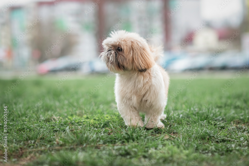 Beautiful purebred dog Shih Tzu on a walk on the grass. Beautiful purebred dog Shih Tzu on a walk on the grass.