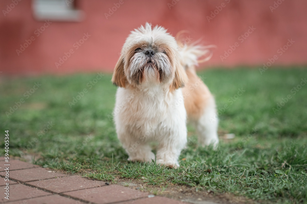 Beautiful purebred dog Shih Tzu on a walk on the grass.