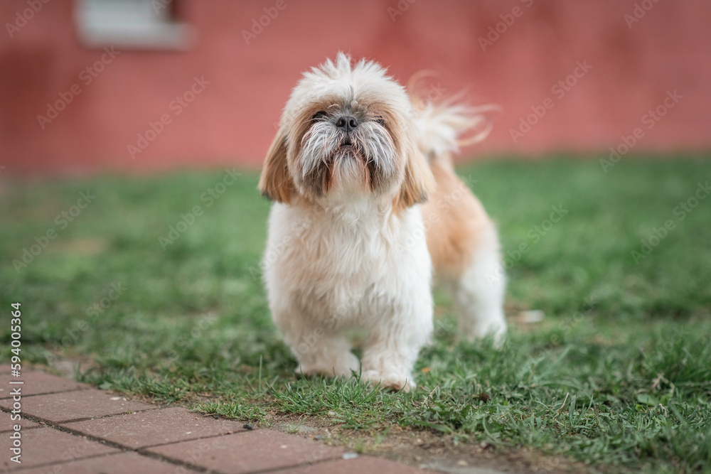 Beautiful purebred dog Shih Tzu on a walk on the grass. Beautiful purebred dog Shih Tzu on a walk on the grass.