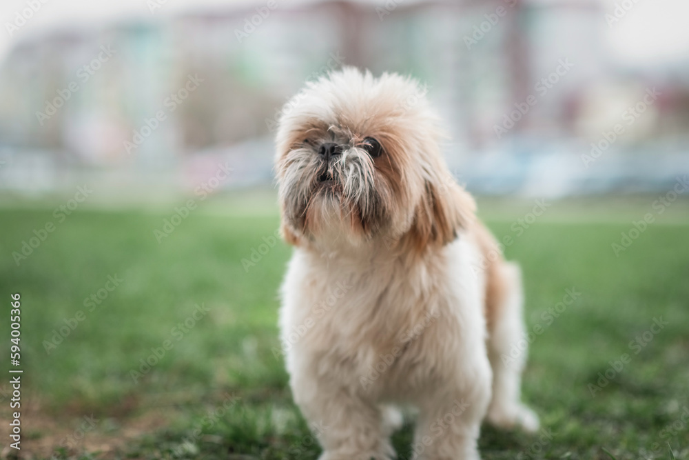 Beautiful purebred dog Shih Tzu on a walk on the grass.