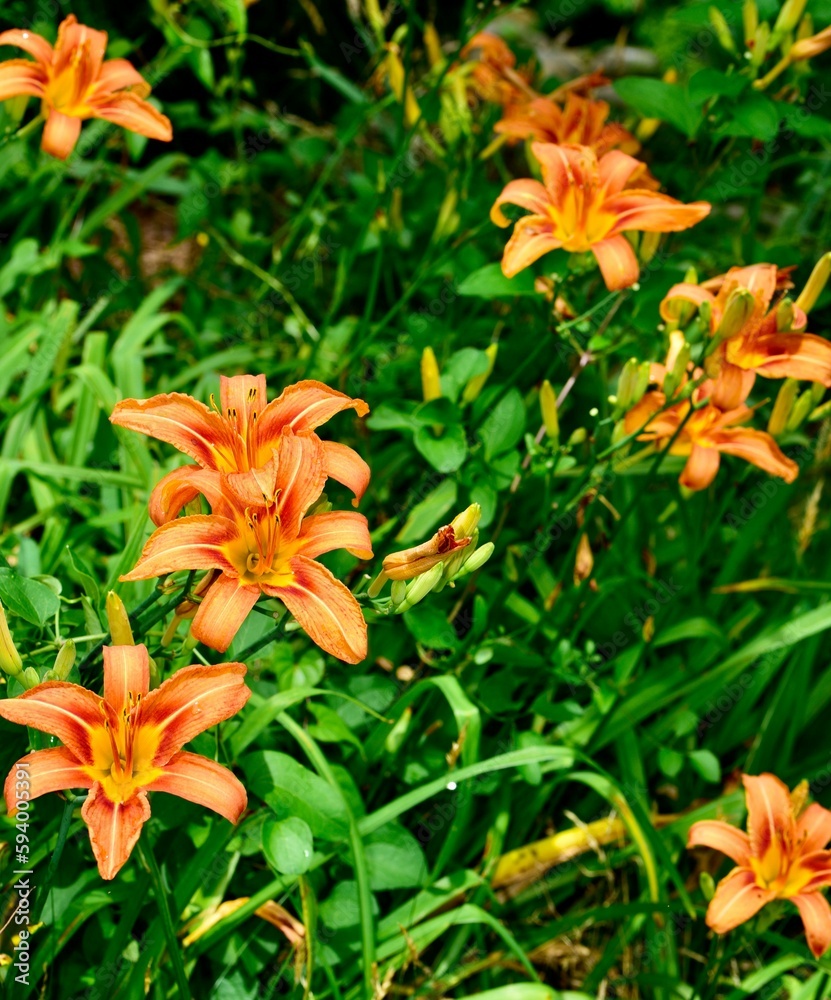 Vertical shot of orange daylilies in a garden Vertical shot of orange daylilies in a garden