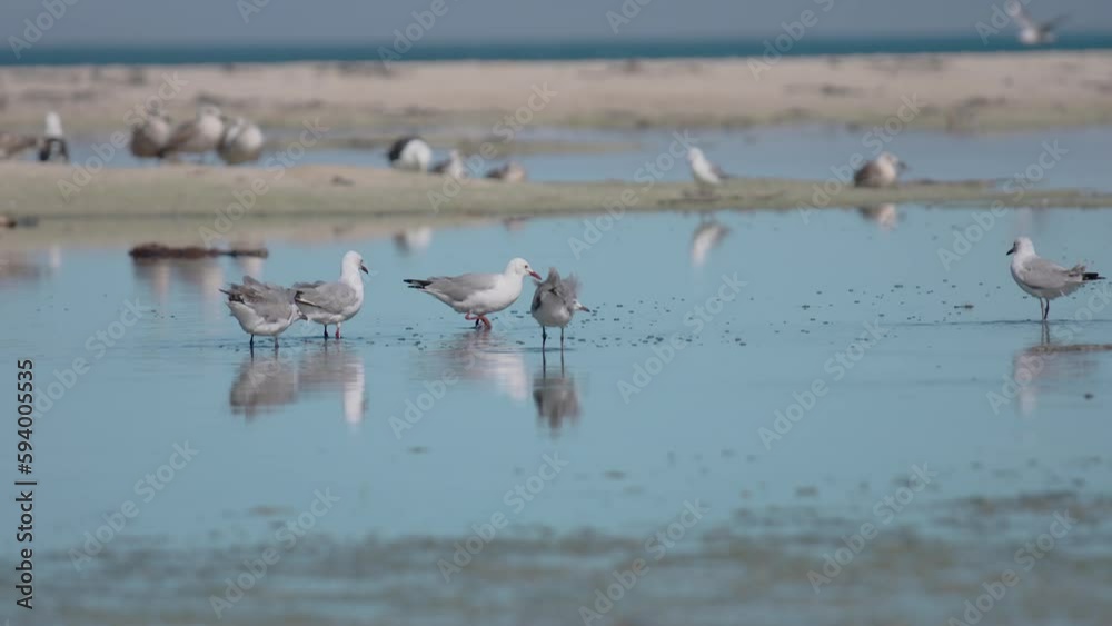 Flock of seagulls eating worms in the reflecting sea water by sandy beach Flock of seagulls eating worms in the reflecting sea water by sandy beach