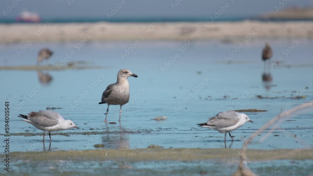 Flock of seagulls eating worms in the sea by sandy beach Flock of seagulls eating worms in the sea by sandy beach