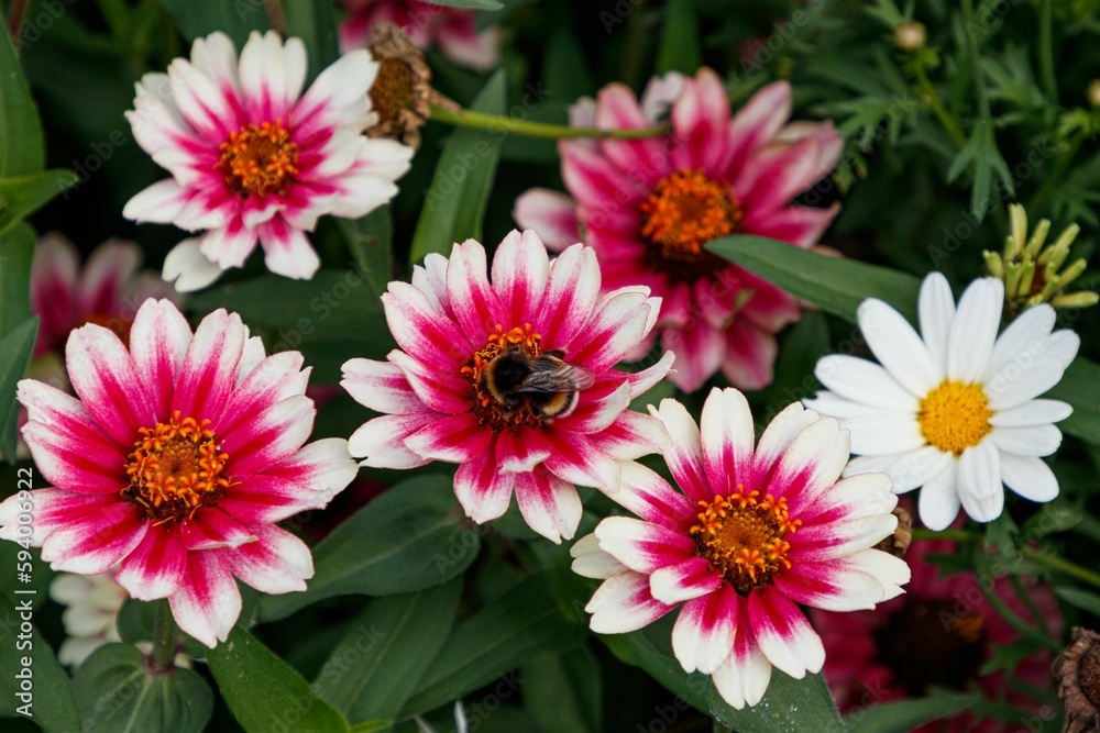 Close-up shot of a bee resting on a pink Zinnia flower, Zahara Starlight Rose variety Close-up shot of a bee resting on a pink Zinnia flower, Zahara Starlight Rose variety