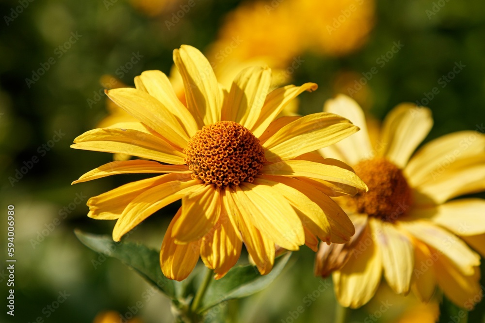 Vibrant yellow false sunflower stands out against a backdrop of lush green foliage Vibrant yellow false sunflower stands out against a backdrop of lush green foliage