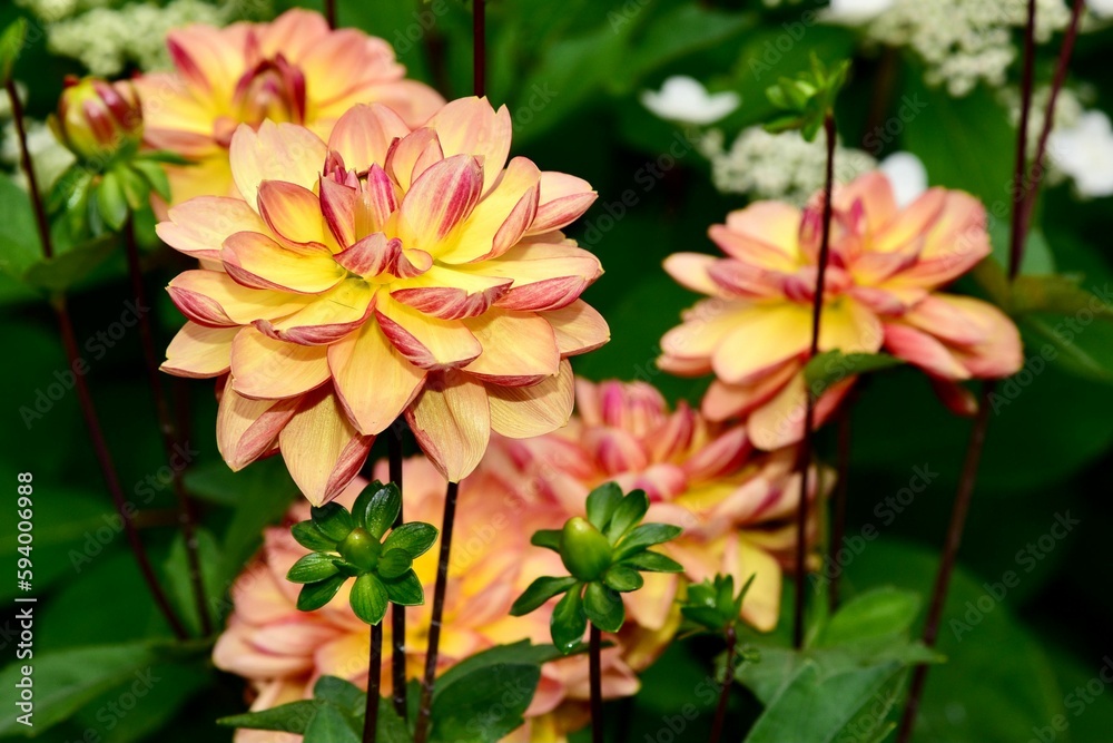 Yellow dahlia with pink stripe reverse in the garden Yellow dahlia with pink stripe reverse in the garden