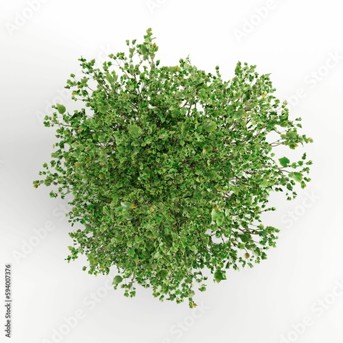 3D illustration of a green plant isolated on a white background