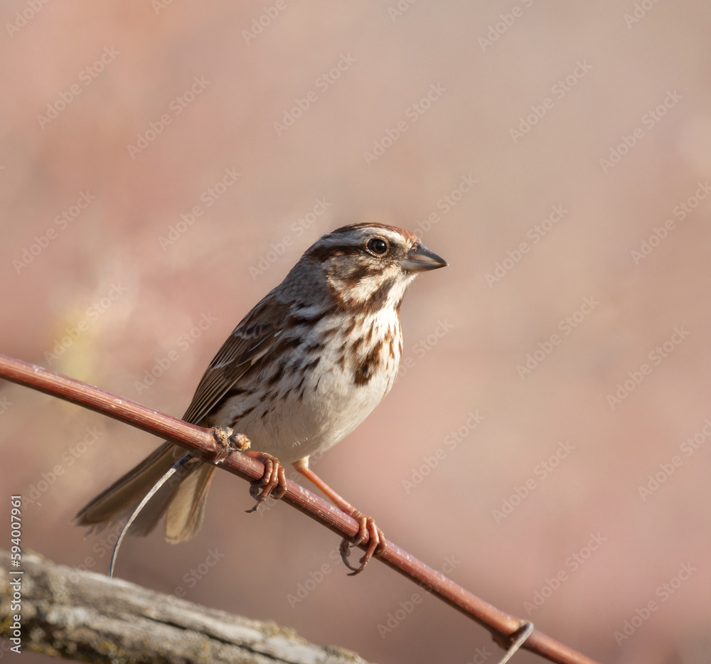 A little song sparrow on a spring morning in Minnesing wetlands in Ontario with soft rose background A little song sparrow on a spring morning in Minnesing wetlands in Ontario with soft rose background