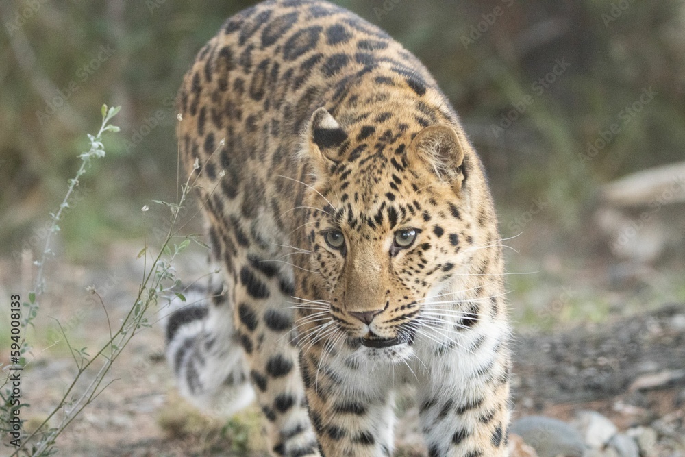 Fototapeta premium Leopard walking in field