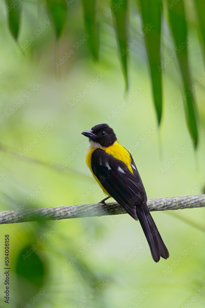 Fototapeta premium White-throated Shrike Tanager
