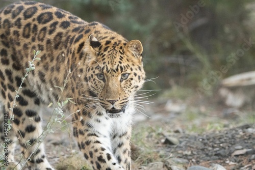 Leopard walking in field