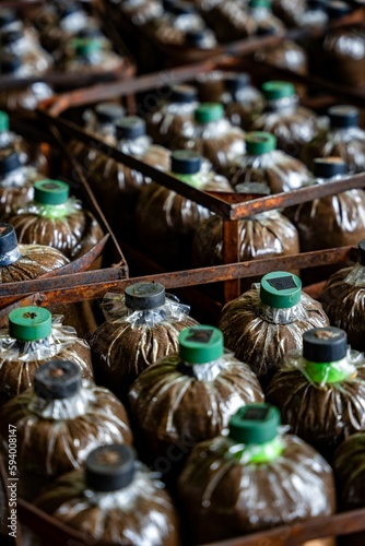 Vertical shot of mushrooms growing in tiny bottles in a farm in Laos