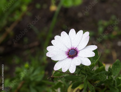 Photography of white and purple wildflowers. Concept of plants and flowers.