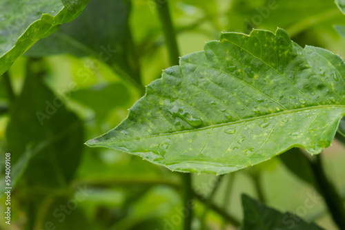Photograph of the leaves of exotic rainforest plants with raindrops. Concept of plants and flowers.