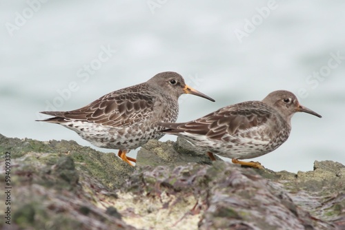Selective focus shot of two sandpipers perched on rocks