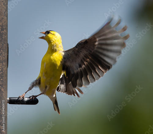 Startled American Goldfinch