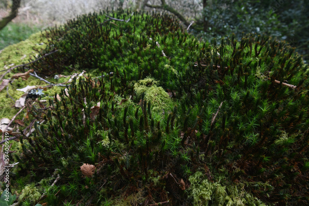 A moss covered boulder in the Luxulyan Valley Cornwall A moss covered boulder in the Luxulyan Valley Cornwall