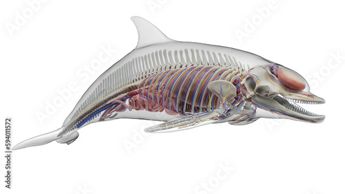 3D rendered illustration of a dolphin's internal organs